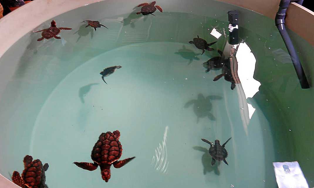 Meeres-Schildkröten auf Ibiza. Flüge. Masken-Erlass. Kritik