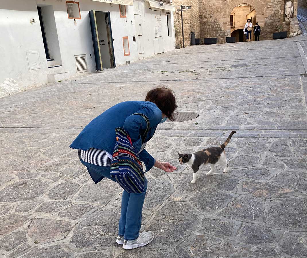 Eine junge Katze in Dalt Vila von Ibiza