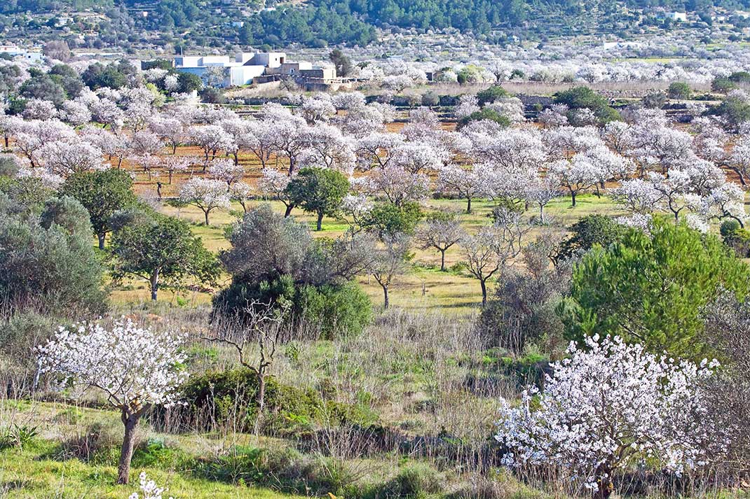 Mandelblüte auf Ibiza