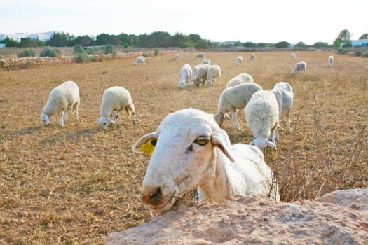 Schafe auf Formentera
