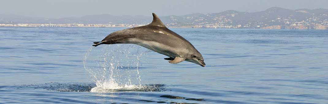 Ein Delfin-Mular vor Ibiza